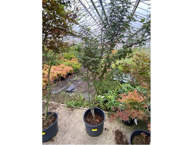 Acer - afbeelding 1 van  2