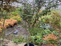Acer - afbeelding 1 van  2