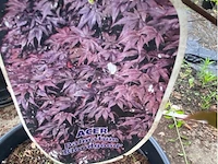 Acer - afbeelding 2 van  2