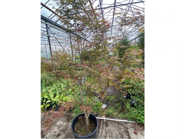 Acer - afbeelding 1 van  2