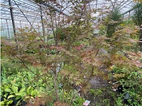 Acer - afbeelding 1 van  2