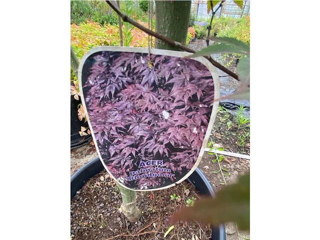 Acer - afbeelding 2 van  2