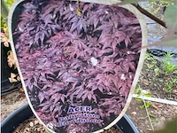 Acer - afbeelding 2 van  2