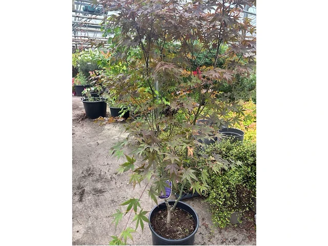 Acer - afbeelding 1 van  2