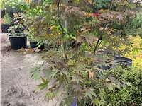 Acer - afbeelding 1 van  2