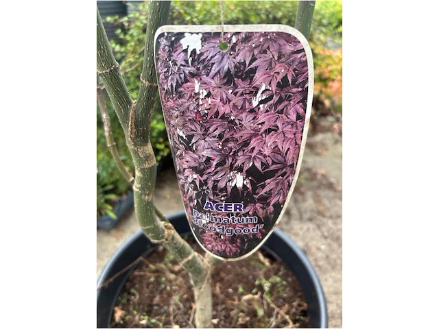 Acer - afbeelding 2 van  2