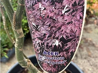 Acer - afbeelding 2 van  2