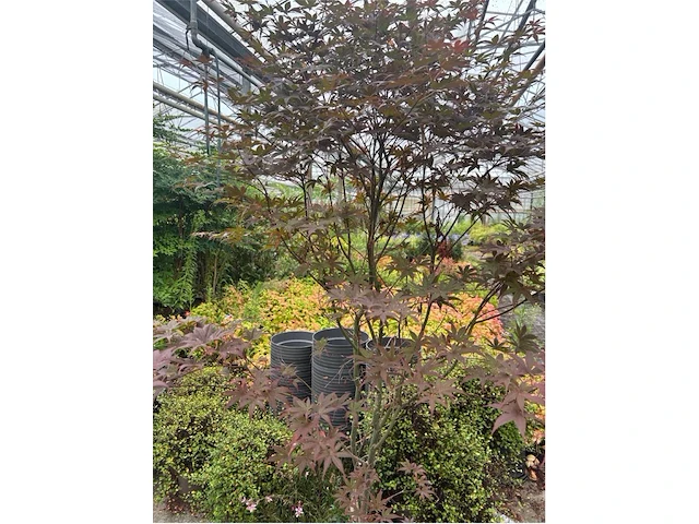 Acer - afbeelding 1 van  2