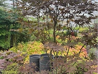 Acer - afbeelding 1 van  2