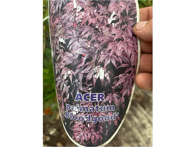 Acer - afbeelding 2 van  2