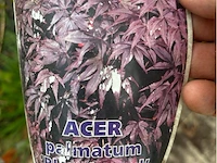 Acer - afbeelding 2 van  2