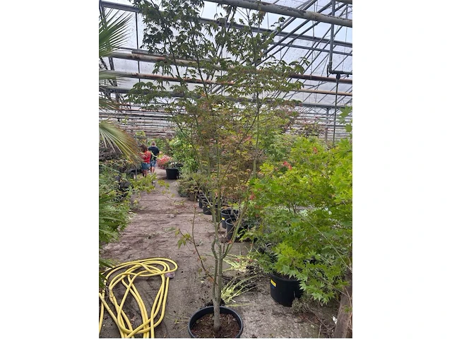 Acer - afbeelding 1 van  1