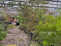 Acer - afbeelding 1 van  1