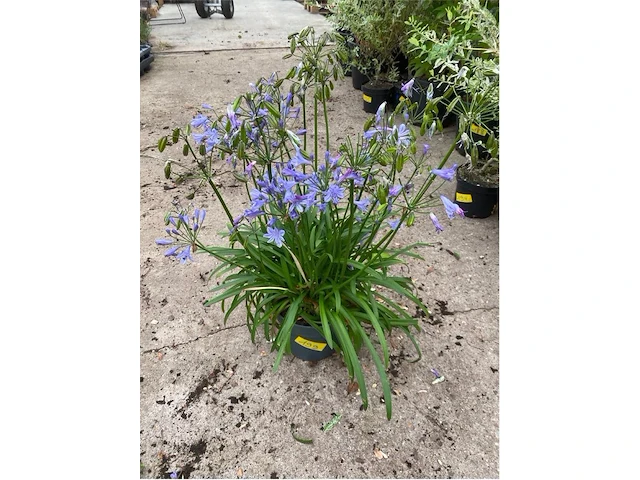 Agapanthus - afbeelding 1 van  1