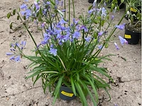 Agapanthus - afbeelding 1 van  1