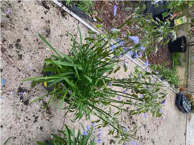 Agapanthus - afbeelding 1 van  1