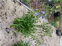 Agapanthus - afbeelding 1 van  1