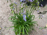 Agapanthus - afbeelding 1 van  1