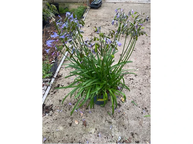 Agapanthus - afbeelding 1 van  1