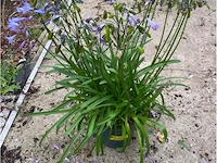 Agapanthus - afbeelding 1 van  1