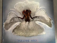 Ami stewart-paradise bird - afbeelding 1 van  1