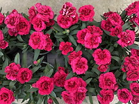 Anjers (x100) - afbeelding 1 van  3