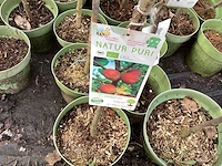 Appelstammen (x25) - afbeelding 3 van  9