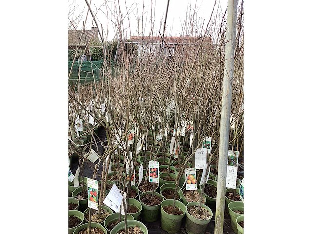 Appelstammen (x25) - afbeelding 2 van  9