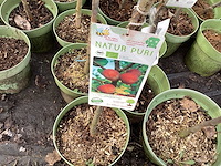 Appelstammen (x25) - afbeelding 3 van  9