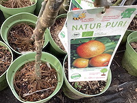 Appelstammen (x25) - afbeelding 4 van  9