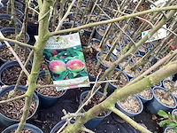 Appelstammen (x25) - afbeelding 5 van  9