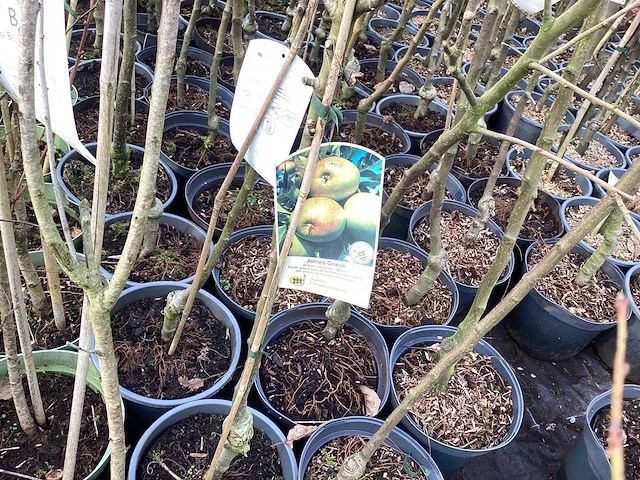 Appelstammen (x25) - afbeelding 6 van  9
