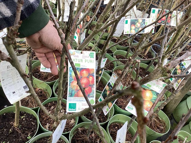 Appelstammen (x25) - afbeelding 9 van  9