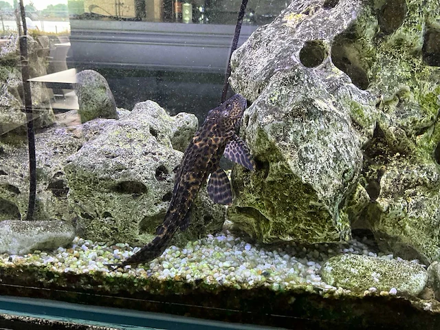 Aquarium compleet - afbeelding 5 van  6