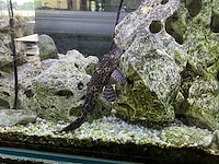 Aquarium compleet - afbeelding 5 van  6