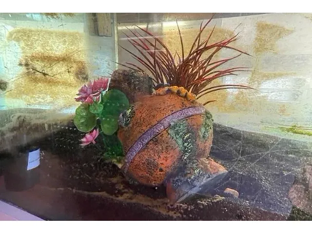 Aquarium - afbeelding 2 van  4