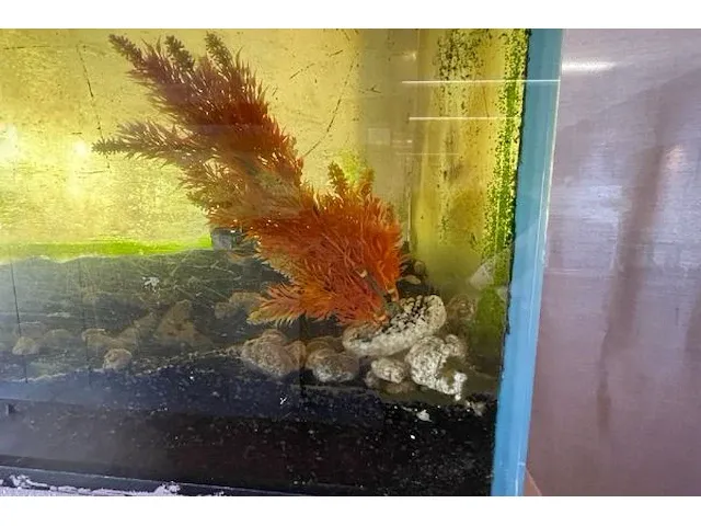 Aquarium - afbeelding 2 van  4