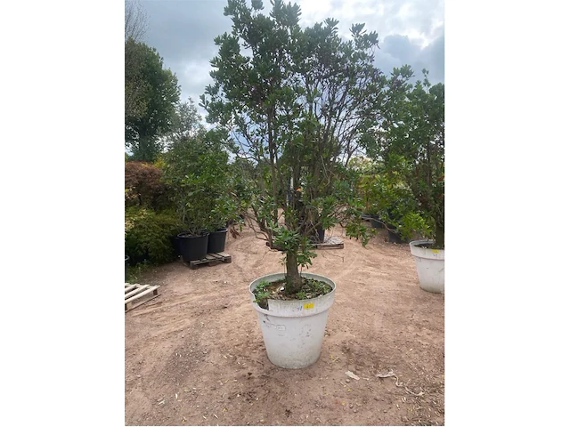 Arbutus (aardbeienboom) - afbeelding 1 van  2