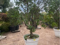 Arbutus (aardbeienboom) - afbeelding 1 van  2