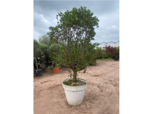 Arbutus (aardbeienboom) - afbeelding 2 van  2