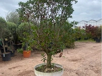 Arbutus (aardbeienboom) - afbeelding 2 van  2