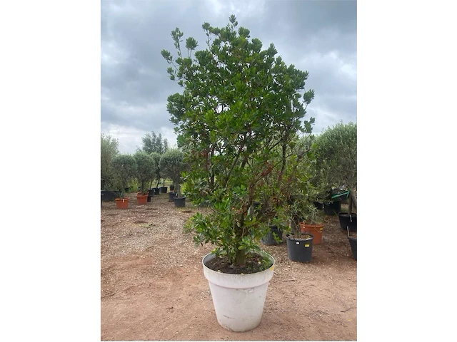 Arbutus (aardbeienboom) - afbeelding 1 van  2