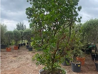 Arbutus (aardbeienboom) - afbeelding 1 van  2
