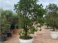 Arbutus (aardbeienboom) - afbeelding 2 van  2