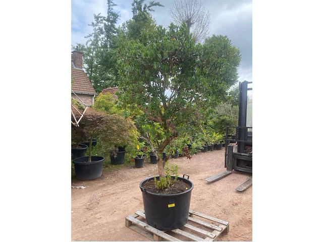 Arbutus (aardbeienboom) - afbeelding 1 van  2
