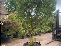 Arbutus (aardbeienboom) - afbeelding 1 van  2