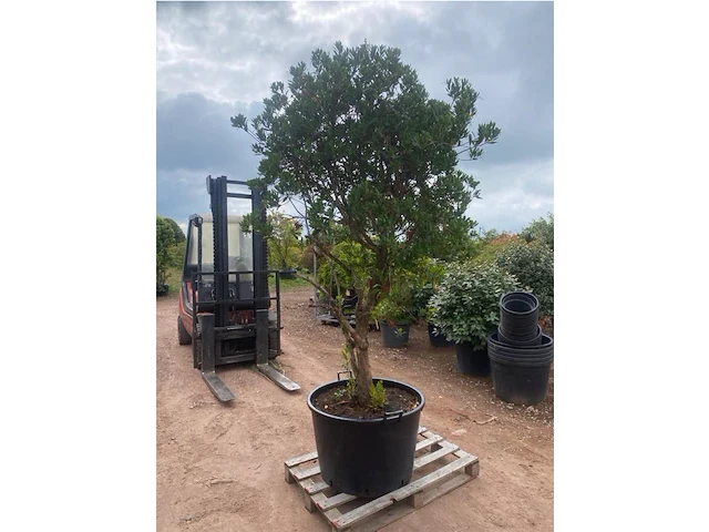 Arbutus (aardbeienboom) - afbeelding 2 van  2