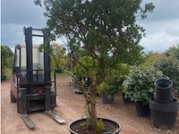 Arbutus (aardbeienboom) - afbeelding 2 van  2