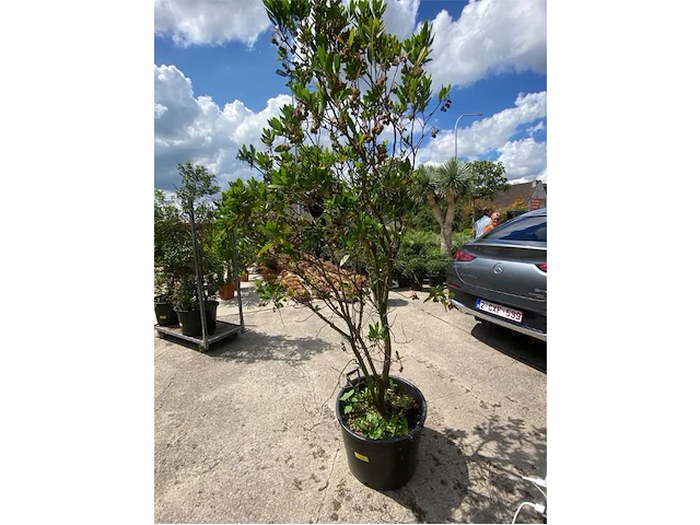 Arbutus (aardbeienboom) - afbeelding 1 van  1