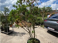 Arbutus (aardbeienboom) - afbeelding 1 van  1